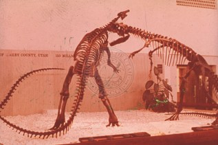 Three_of_the_first_mounted_dinosaurs_from_the_C_LDQ_were_displayed_in_1968_at_the_opening_of_the_new_Utah_Museum_of_Natural_History_They_are_an_Allosaurus_attacking_a_Camptosaurus_while_a_second_Allosaurus_looks_on_